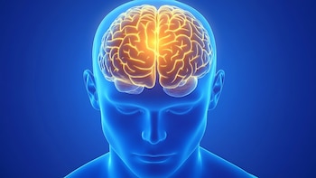 cerebro, imagen medica, medicina, ilustración